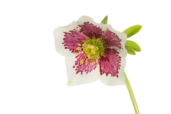Hellebore flor contra blanco — Foto de Stock
