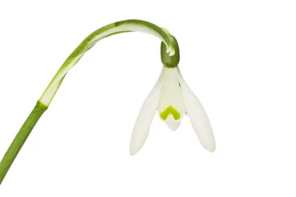 Schneeglöckchen-Blume Nahaufnahme — Stockfoto