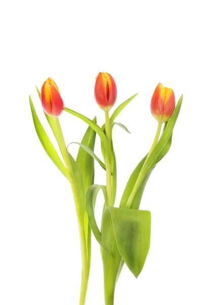 Tři Tulipán květy — Stock fotografie