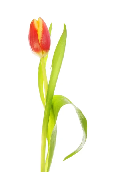 Tulip bloem en blad — Stockfoto