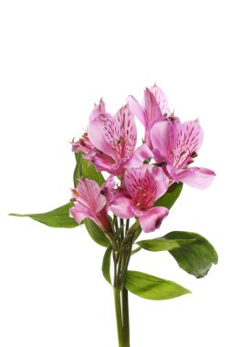 Mor alstroemeria çiçek