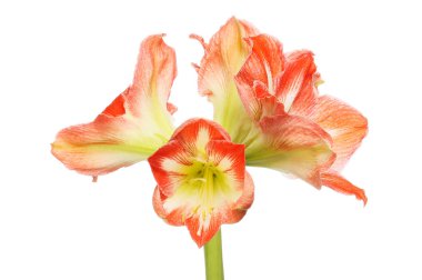 Amaryllis çiçekler izole