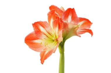 Kırmızı ve sarı amaryllis çiçekleri