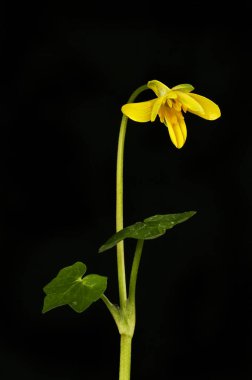 Siyaha karşı daha az celandine