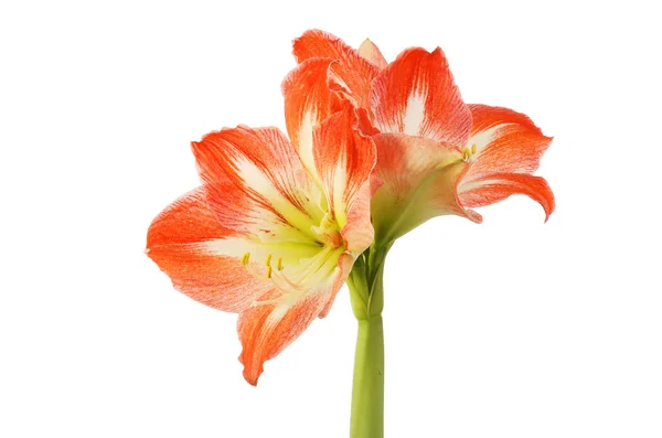 Rote und gelbe Amaryllis-Blüten — Stockfoto