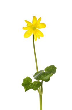 Küçük celandine kır çiçeği