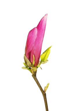 Manolya çiçeği goncası