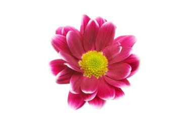 Tek Kasımpatı çiçeği