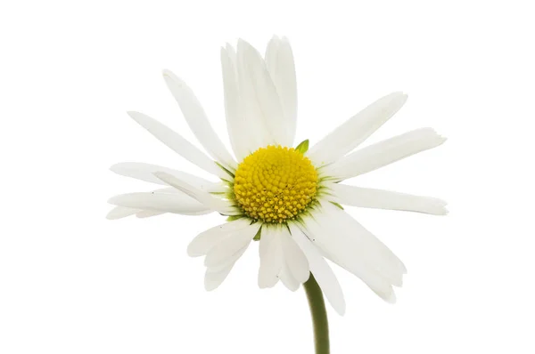 Flor de margarita blanca —  Fotos de Stock