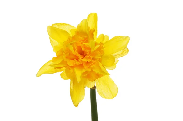 Nabíraný květ narcisu — Stock fotografie