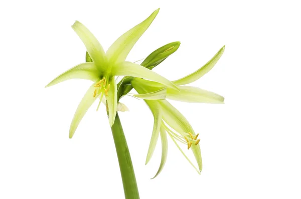 Yeşil amaryllis çiçekleri — Stok fotoğraf