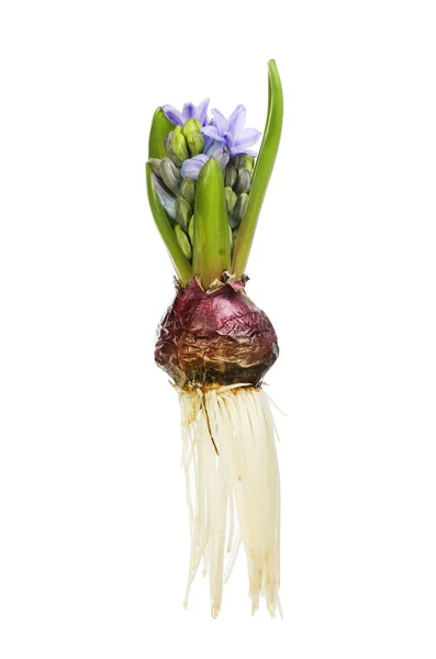 Whole hyacinth plant — Stock Photo, Image