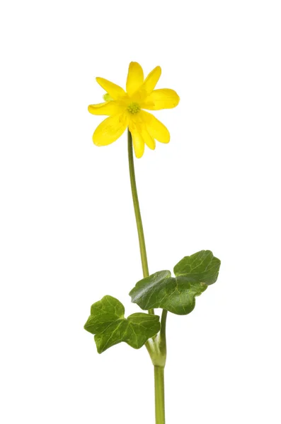 Lesser celandine wildflower — Zdjęcie stockowe