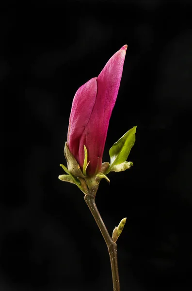 Magnolia flower bud against black