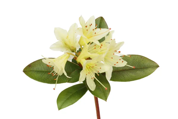 Rhododendron flowers and foliage — Stock Photo, Image