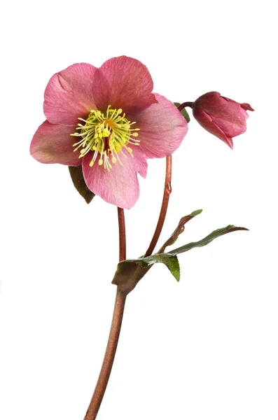 Hellebore flor y follaje Imagen De Stock