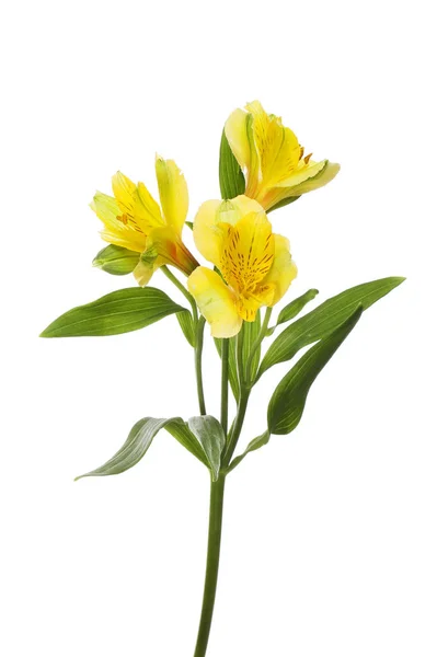 Alstroemeria kwiaty i liście Obrazek Stockowy