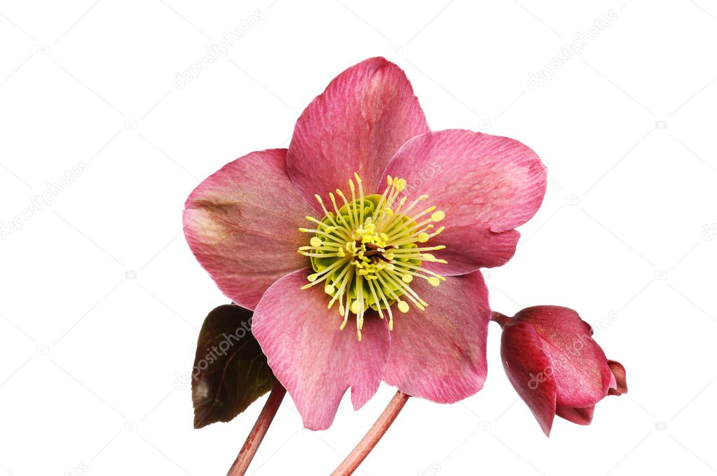 Hellebore flower and bud