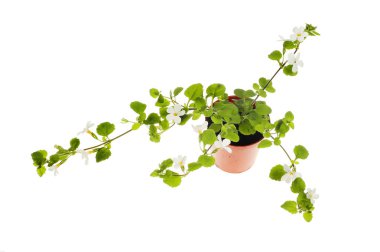 Flowering bacopa plant clipart