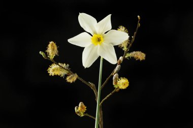 Kedi söğüt ve nergis