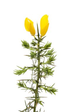 Gorse çiçekleri ve yaprakları