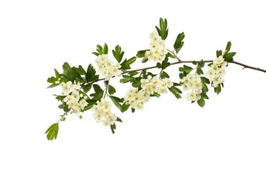 Alıç çiçekleri ve yeşillik