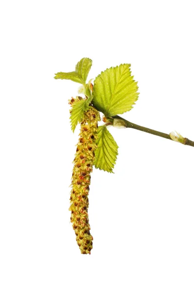 Silver birch catkin — Stock Photo, Image