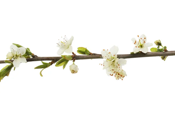 ブラックソーンの花と葉 — ストック写真