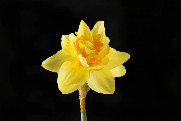 Daffodil mot svart — Stockfoto