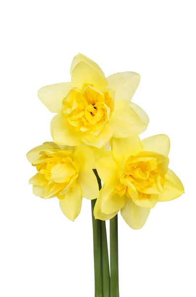 Three double daffodils — Stock Photo, Image