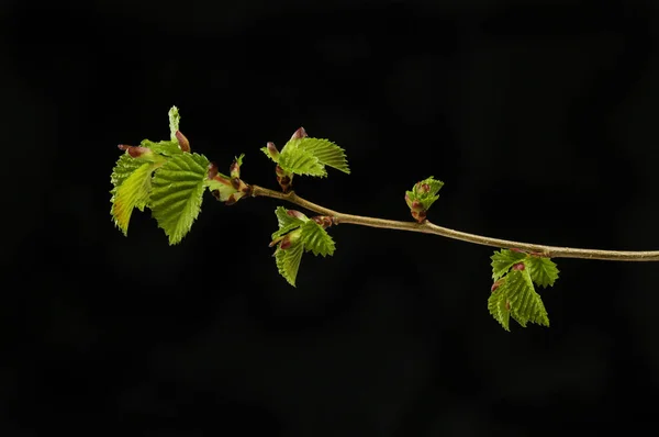 Folhas de avelã fresca — Fotografia de Stock