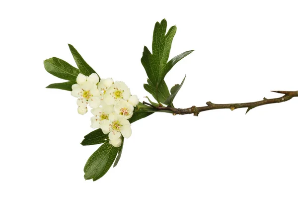 Kwiaty Hawthorn i liści — Zdjęcie stockowe