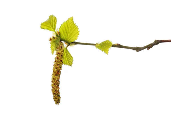 Silver birch leaves and catkin — Stock Photo, Image
