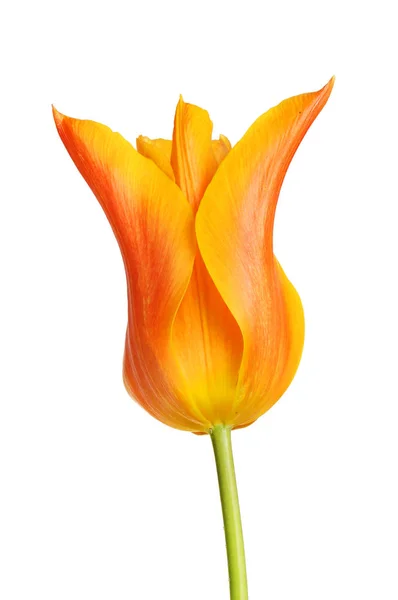 Oranžový a žlutý Tulipán — Stock fotografie