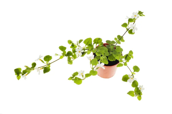 Planta de bacopa con flores Fotos de stock libres de derechos