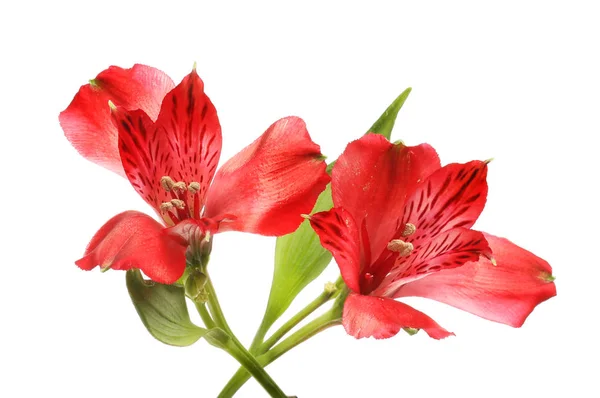 2 つのアルストロメリアの花 — ストック写真