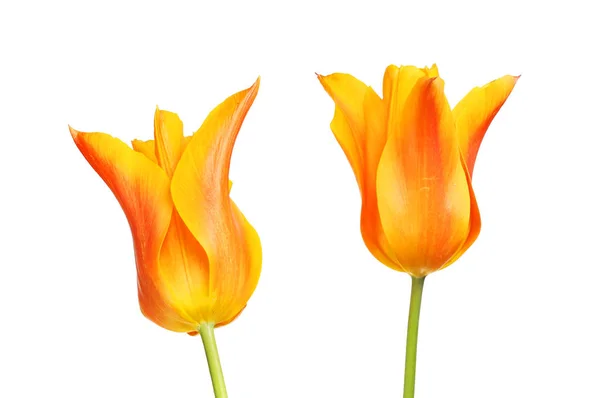 Deux fleurs de tulipes — Photo