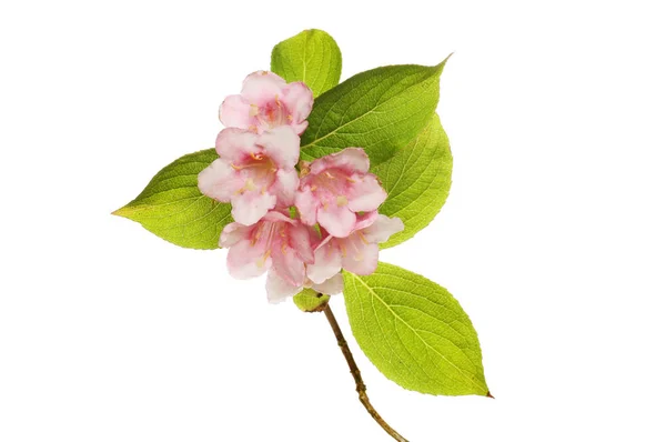 Weigela flowers and leaves — Stock Photo, Image