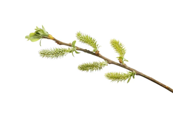 Willow shoots and catkins — Stock Photo, Image