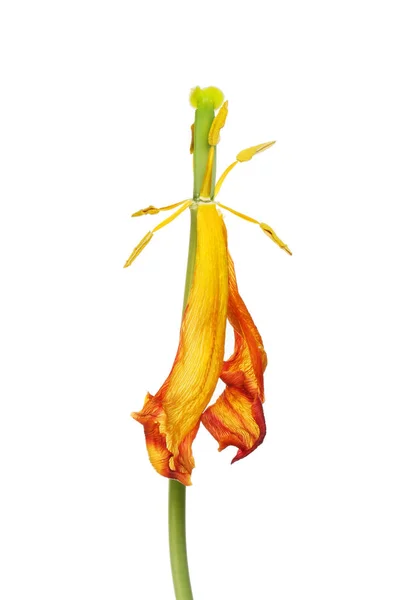 Tulipán květ zvadlých — Stock fotografie