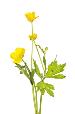 Buttercup çiçek ve yeşillik