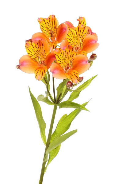 Alstroemeria 꽃과 단풍 — 스톡 사진