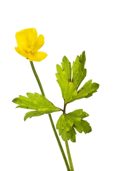 Buttercup bloem en bladeren — Stockfoto