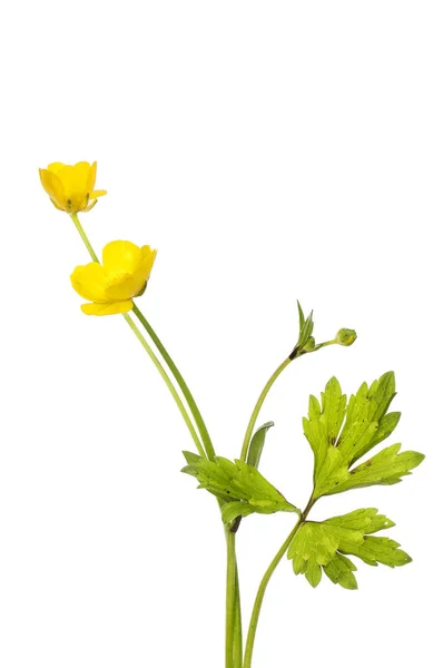 Buttercup flowers and foliage — Stock Photo, Image