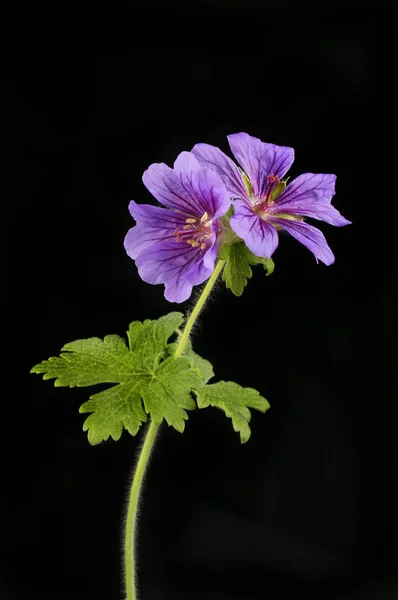 Fleurs et feuillage de géranium contre le noir — Photo