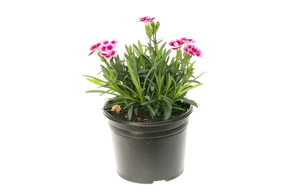 Planta dianthus floreciente — Foto de Stock