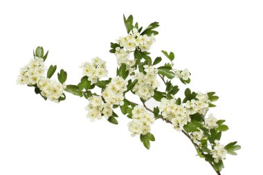 Çiçekli alıç dalı