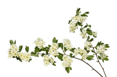 Çiçekli alıç dalları