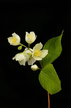 Philadelphus çiçekler iveveli siyaha karşı