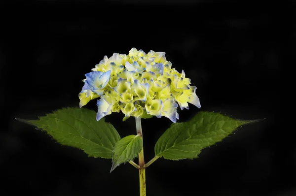 Hydrangea flower against black — Stock Photo, Image